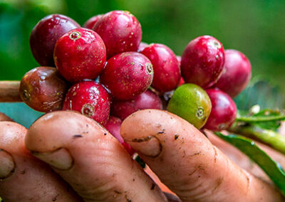 O agronegócio do café em números