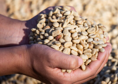 Levantamento Conab para a Safra 2023